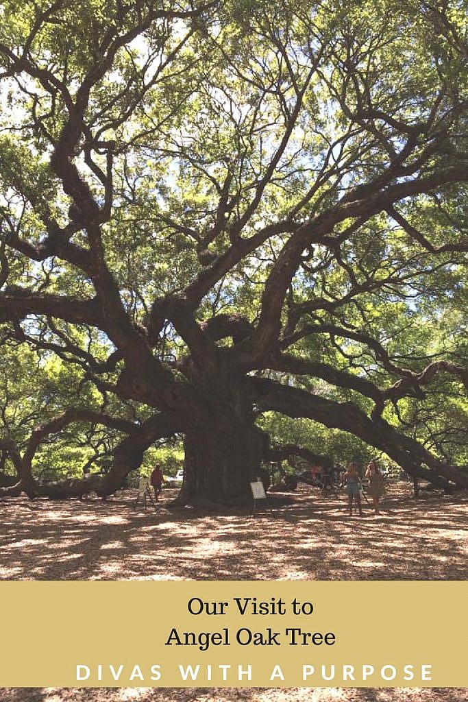 What to know before visiting the Angel Oak Tree | Divas With A Purpose